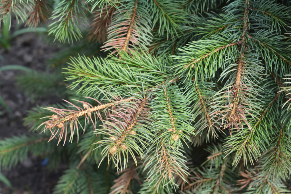 Winter burn on an evergreen tree.