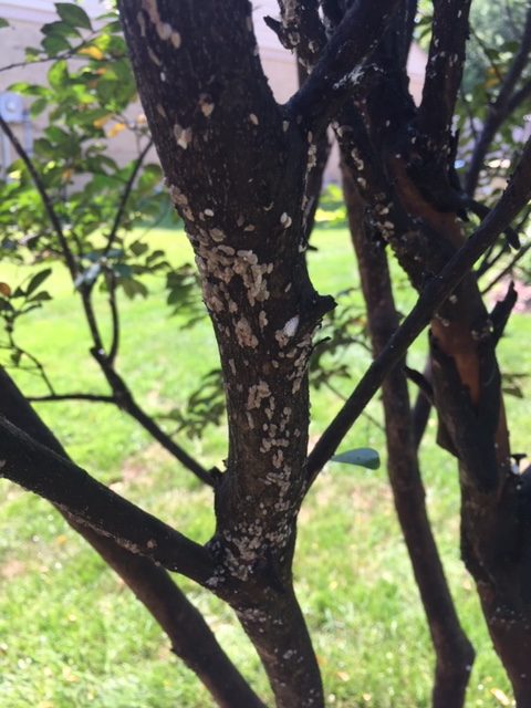 Crepe myrtle bark scale
