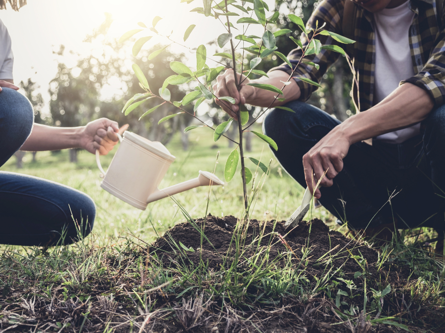 Watering a young tree.