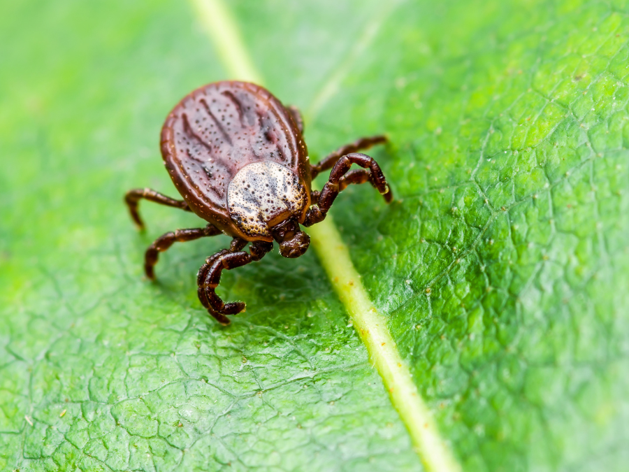 Up close image of a tick.