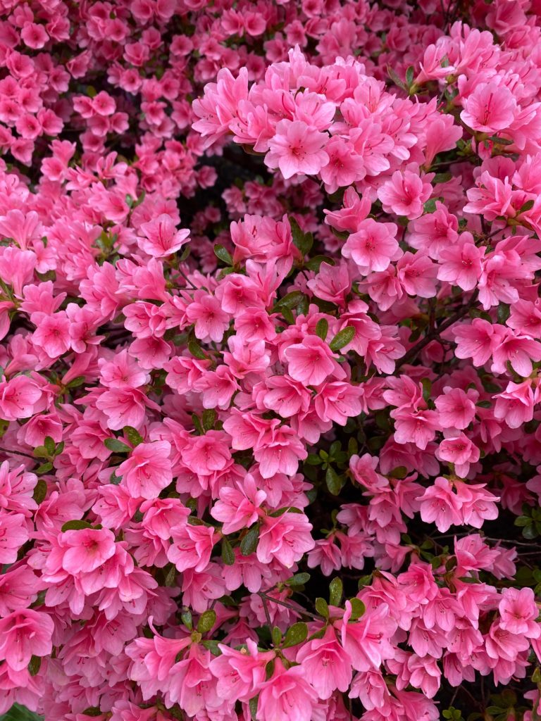 Blooming azaleas