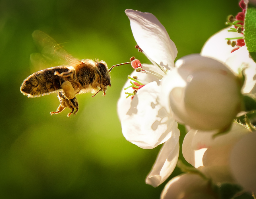 Bee pollinating a flower