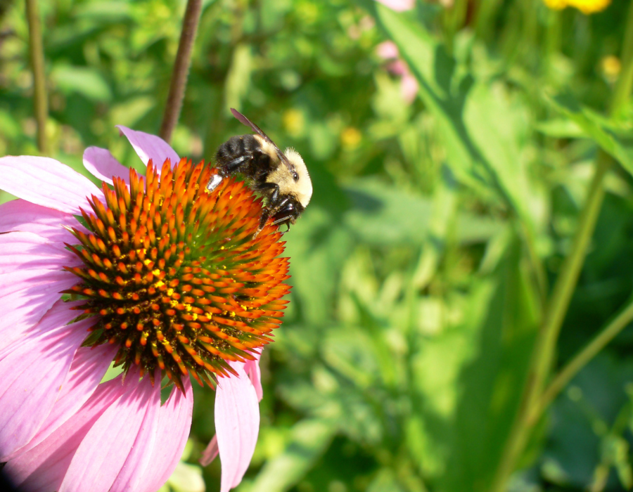 Pollinator on a flower