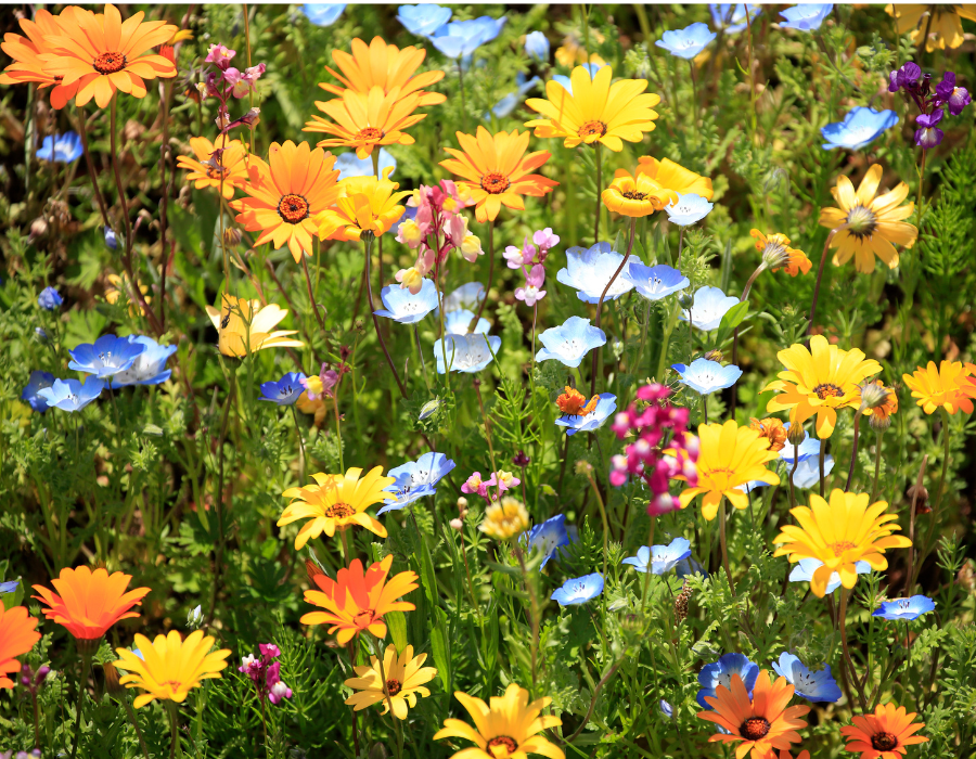 Pollinator garden