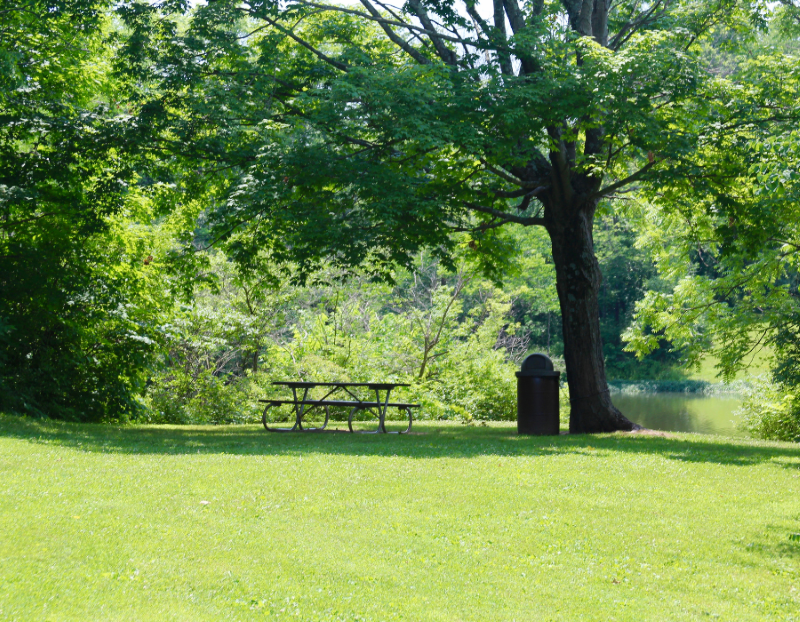 Shade tree in park