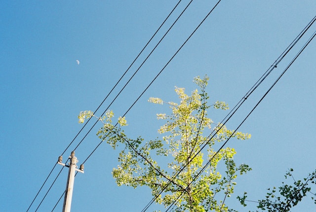 Trees too close to power lines.
