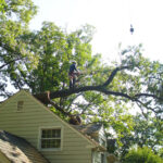 Commercial Tree Service