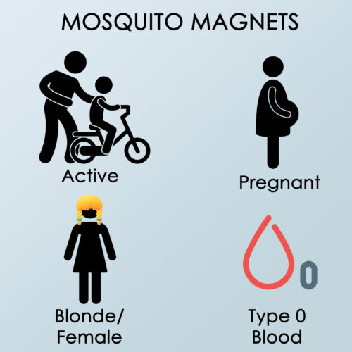 Magnets Magnets