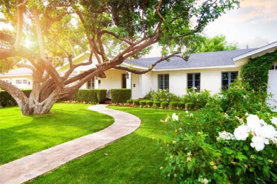 tree service near me