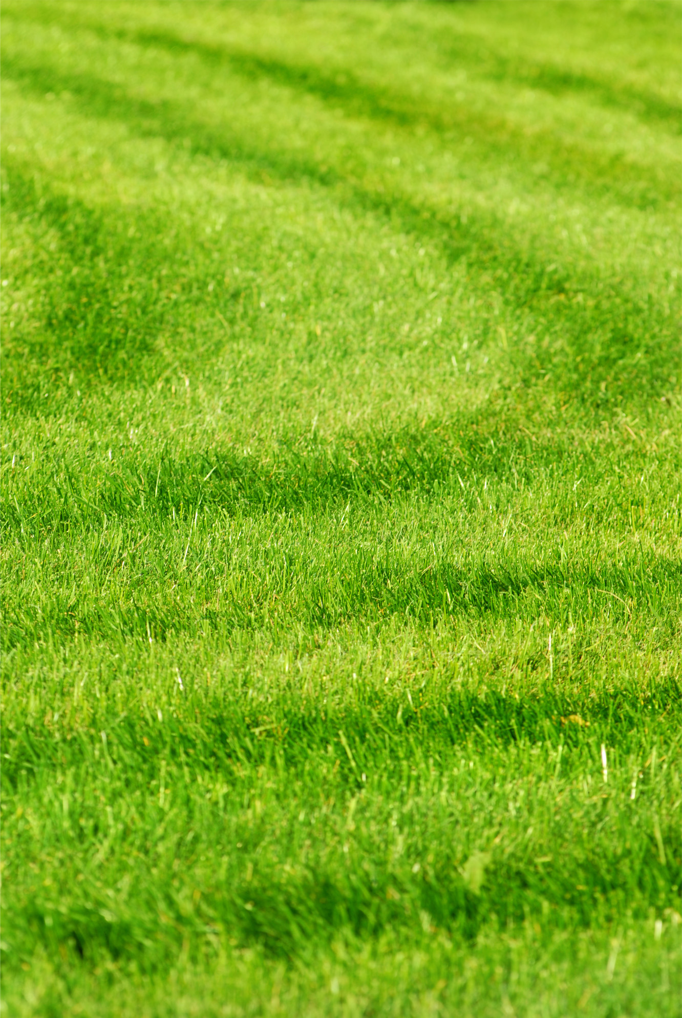 green grass background with stripes green grass background with stripes