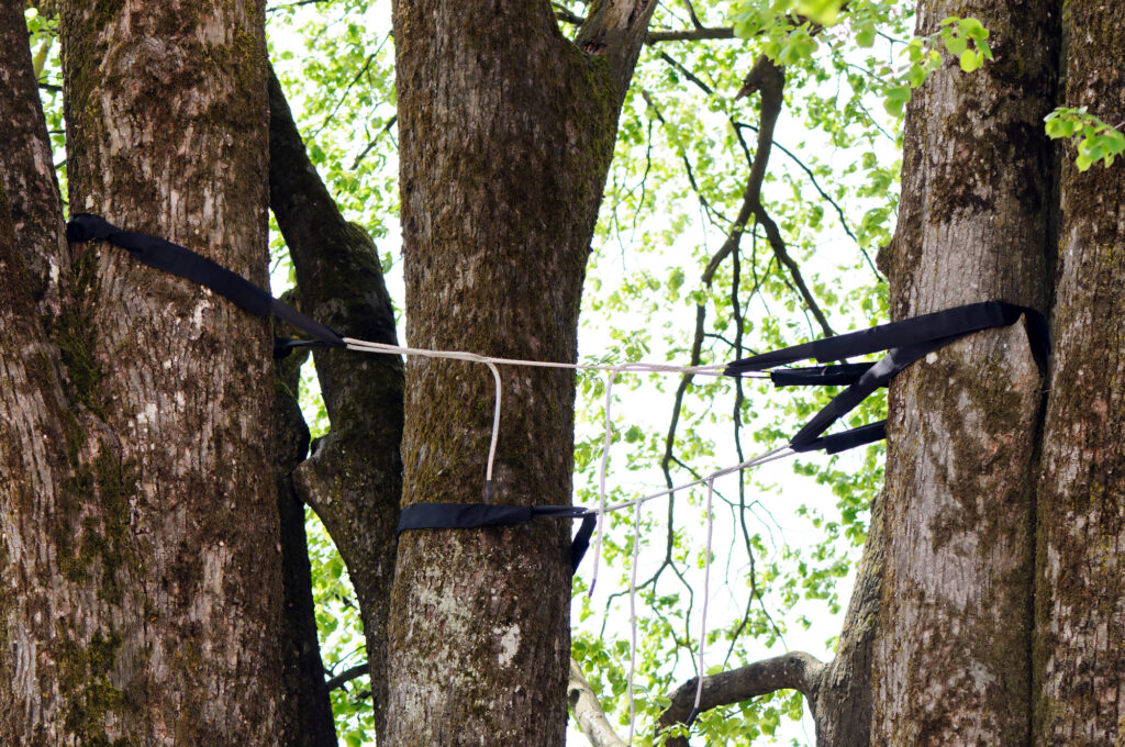 Professional tree cabling and bracing Professional tree cabling and bracing