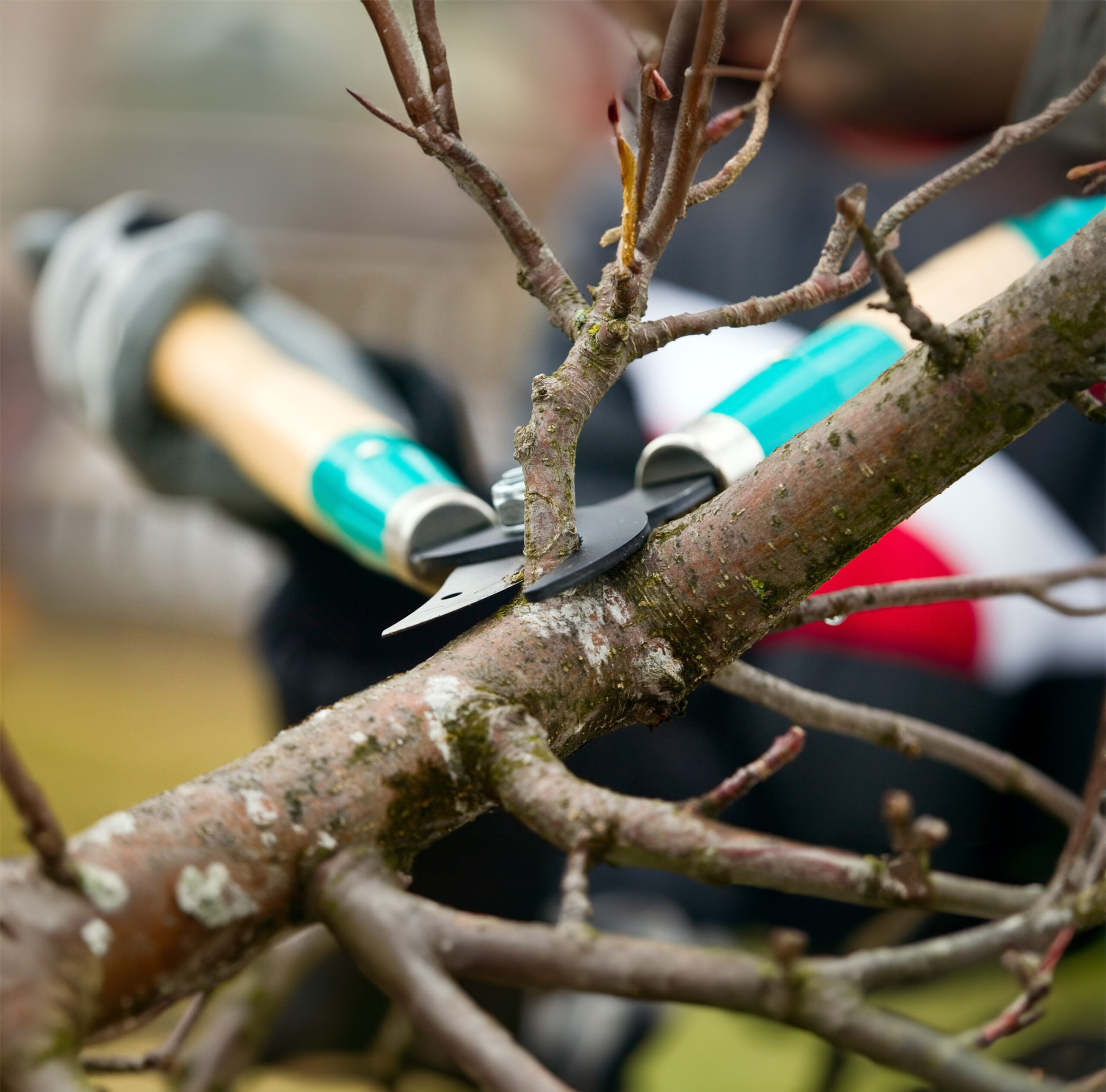 Tree Pruning Services