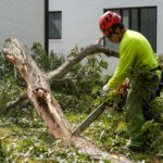 Commercial Tree Service