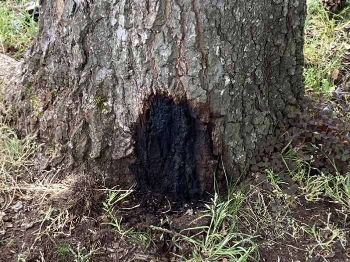 magnolia tree with wood rot