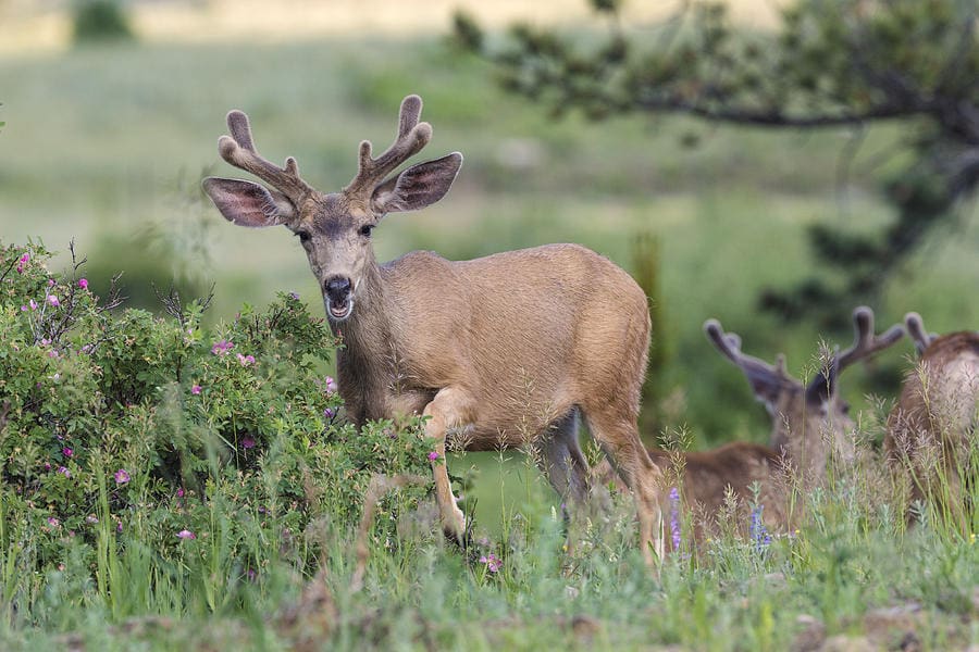 deer browsing tree damage