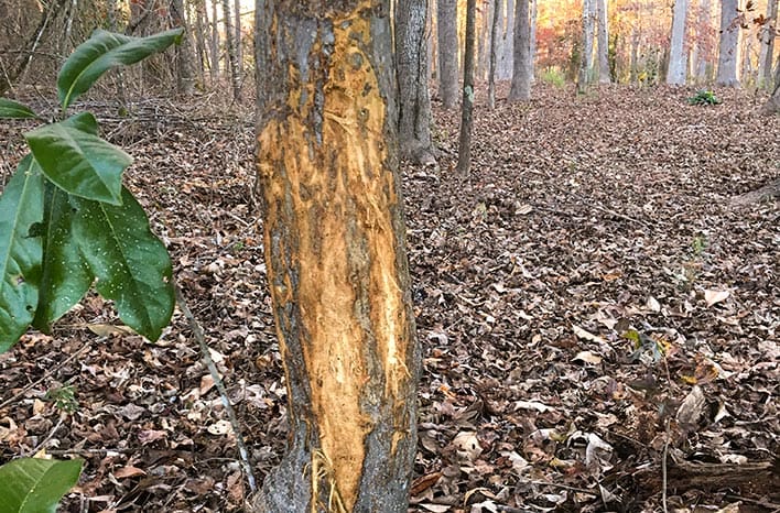 deer rutting tree damage