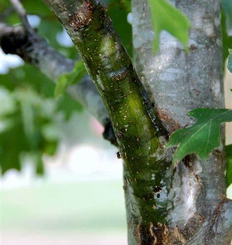 OIP (13) Oak Tree Sap