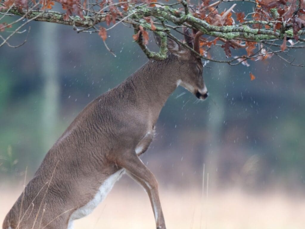 deer damage tree