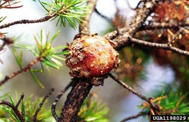 Gall on stem from rusts