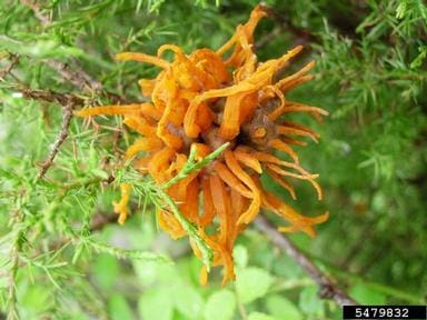 Orange rust tendrils on cedar tree.