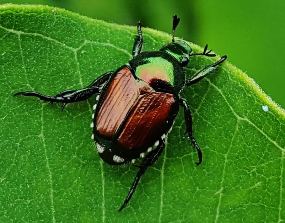 Japanese Beetle